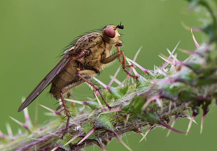 brown robberfly on green cactus thumbnail