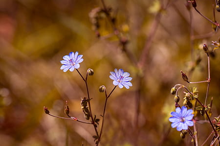 close-up photo of blue flowers thumbnail