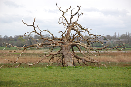 photo of withered tree at daytime thumbnail