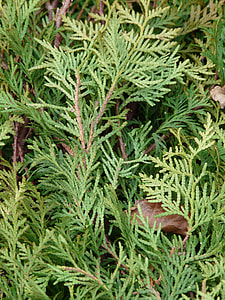 Thuja, Thuja Lebensbaum thumbnail