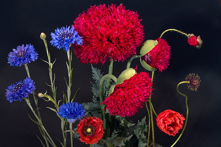 red and purple petaled flowers thumbnail