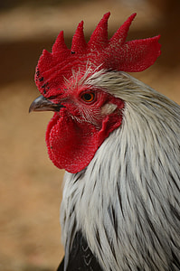 close up photo of yellow and black rooster thumbnail