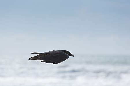 selective focus photography of flying crow thumbnail