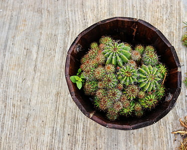 cactus plants thumbnail
