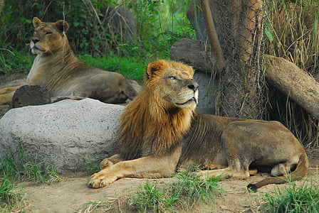 two lion lying beside tree thumbnail