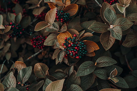 Close Up Photo of Berries thumbnail