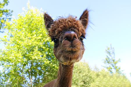 brown Alpaca thumbnail
