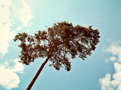 brown and green tree under blue sky during daytime thumbnail