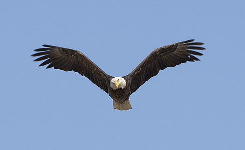 eagle flying on blue sky thumbnail