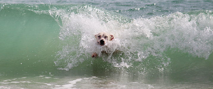 medium short-coated white dog plays on waves during daytime thumbnail