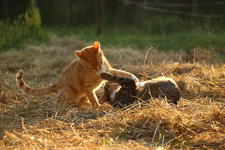 orange and brown tabby cats playing on brown hay thumbnail