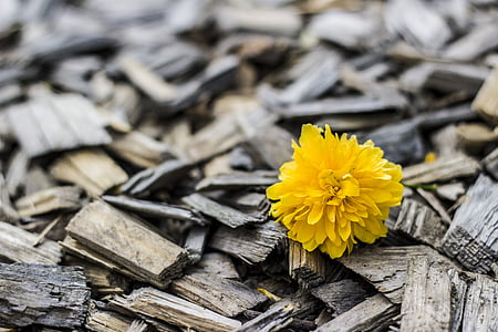 photo of yellow flower thumbnail