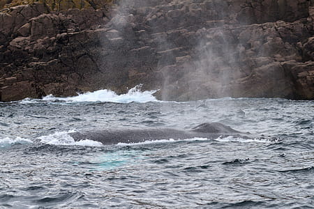 Humpback whale. thumbnail