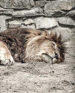 adult lion lying on ground during daytime thumbnail
