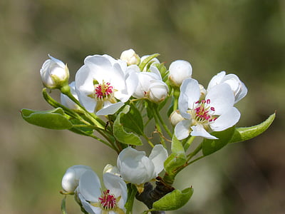 focus photo of white petaled flowers thumbnail
