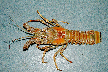 Caribbean spiny lobster - Panulirus argus thumbnail