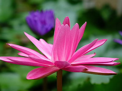 蓮 Bi-Flowers, Red thumbnail