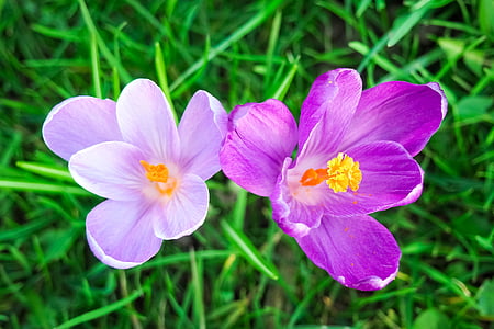 two purple petaled flowers thumbnail