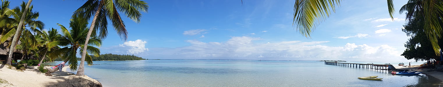 Coconut Trees Near Ocean and Dock thumbnail