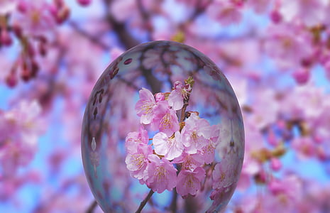 pink petaled flowers in selective focus photography at daytime thumbnail