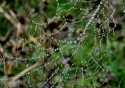 dew, cobweb, web, close-up thumbnail