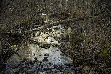 Creek running through the woods in Hawn State Park, Missouri thumbnail