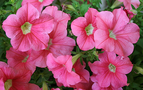 photo of pink petaled flowers thumbnail