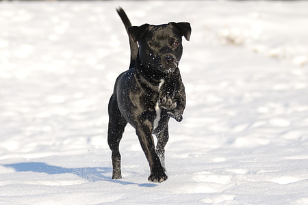 selective focus photography of short-coated black dog running on snow field during daytime thumbnail