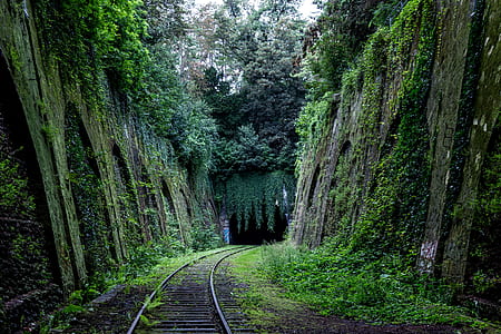 landscape photo of train road between trees thumbnail