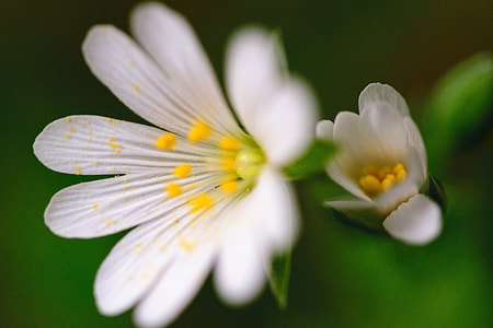 shallow focus photography of white flowers thumbnail