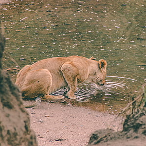 photo of lioness beside body of water thumbnail