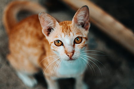 tilt shift photography of a orange kitten thumbnail