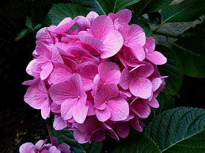 pink petaled flowers thumbnail
