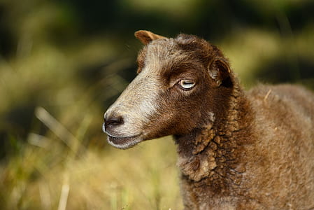 selective focus photo of brown goat thumbnail