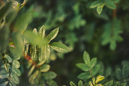 Selective Focus Photography of Green Leafed Plant thumbnail
