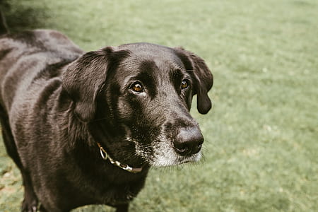 adult black Labrador retriever thumbnail