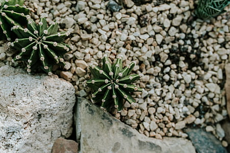 selective focus photography of cactus thumbnail