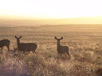brown deer on field thumbnail