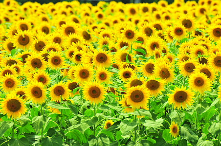 Sunflower, Summer Flowers thumbnail