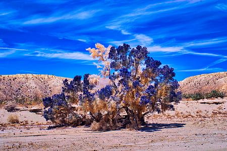 photography of blue and brown tree thumbnail