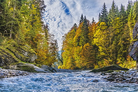 River Surrounded By Trees thumbnail