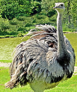 ostrich standing on grass field thumbnail