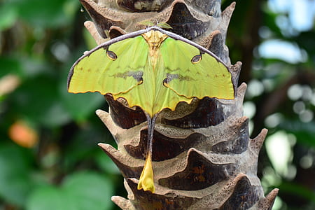 green moth birching on plant thumbnail