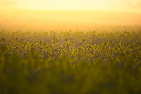 bed of flowers thumbnail