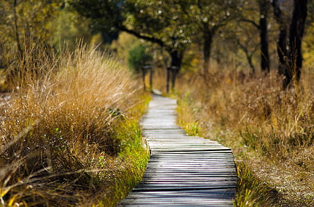 photo of pathway between grass thumbnail