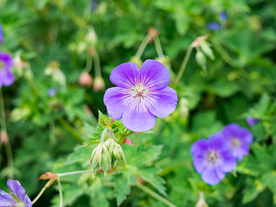 selective focus photography of purple flowers in bloom thumbnail