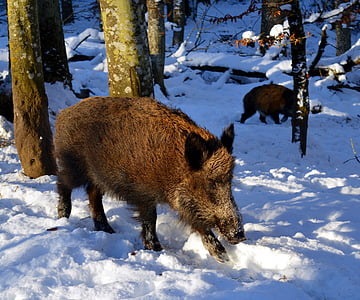 wild boar walking on snow under brown trees thumbnail
