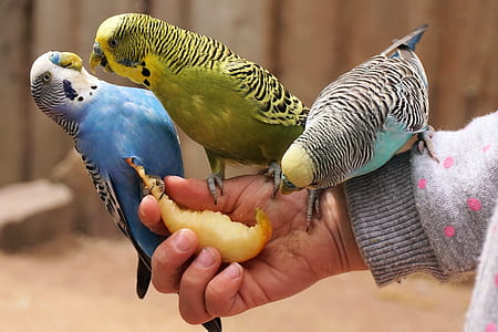 budgerigars, bird, animal, bill, food, animal world thumbnail