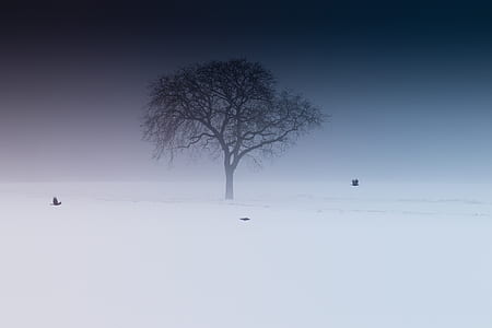 green leafed tree on snowfield thumbnail