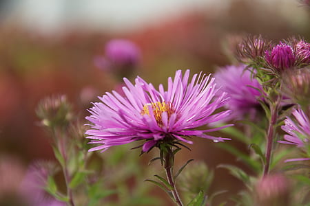 purple petal flower thumbnail
